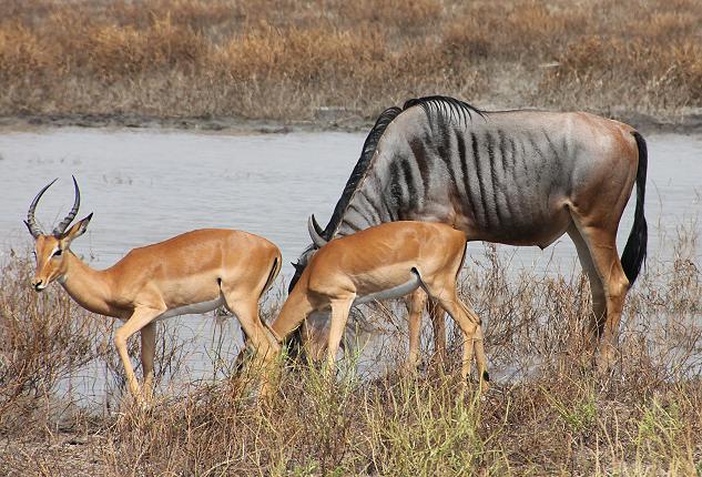 Impala, Selous