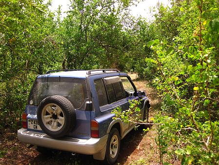 Jozani Forst National Park