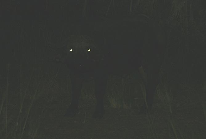 Kaffernbüffel, Selous