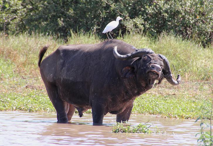 Kaffernbüffel, Selous
