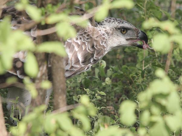 Kampfadler, Selous