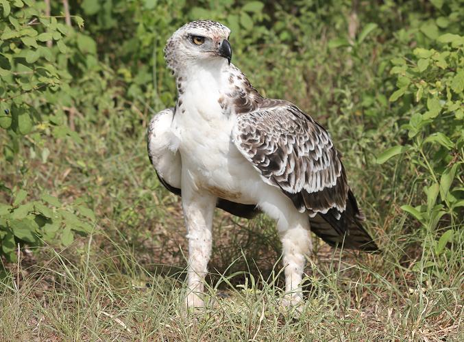 Kampfadler, Selous