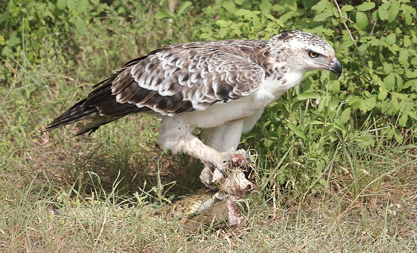 Kampfadler, Selous