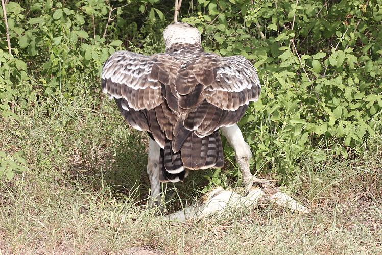 Kampfadler, Selous