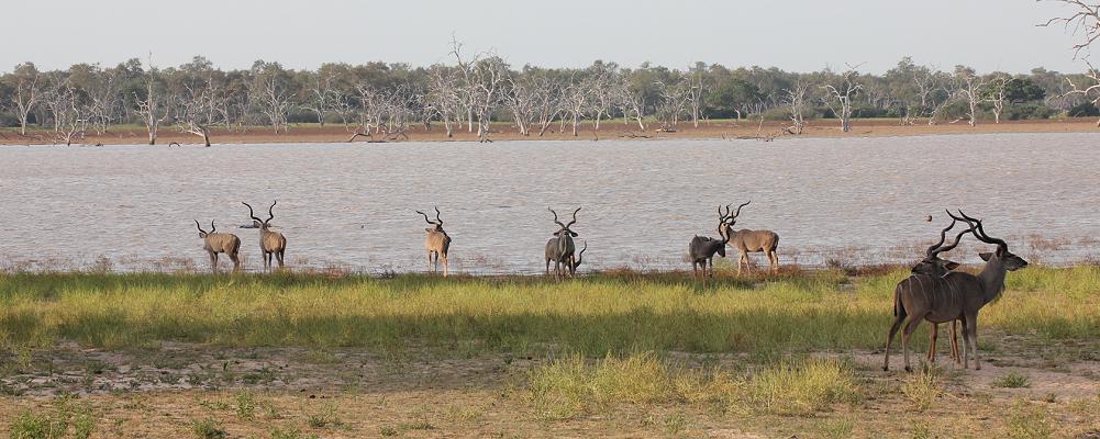 Große Kudus, Selous