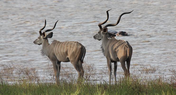 Große Kudus, Selous