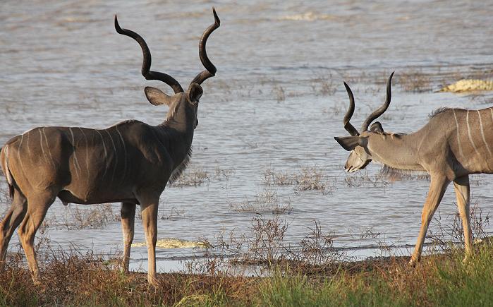 Große Kudus, Selous