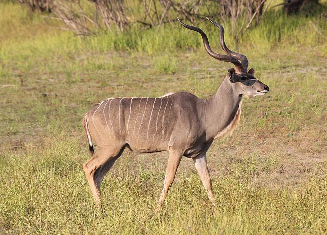 Große Kudus, Selous
