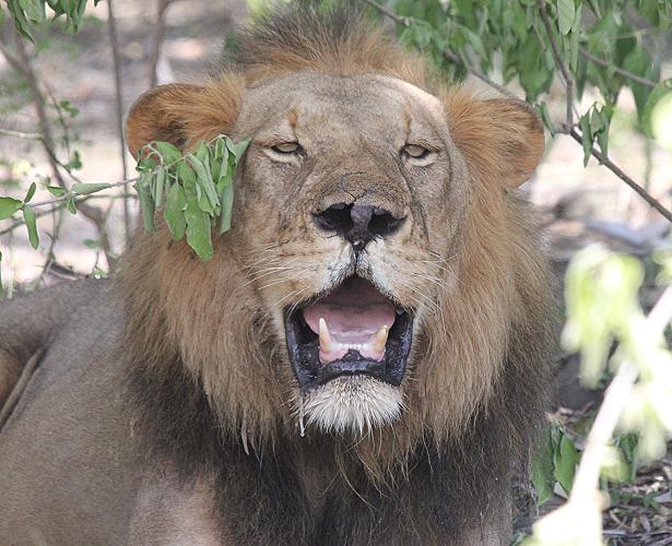 Löwe, Selous