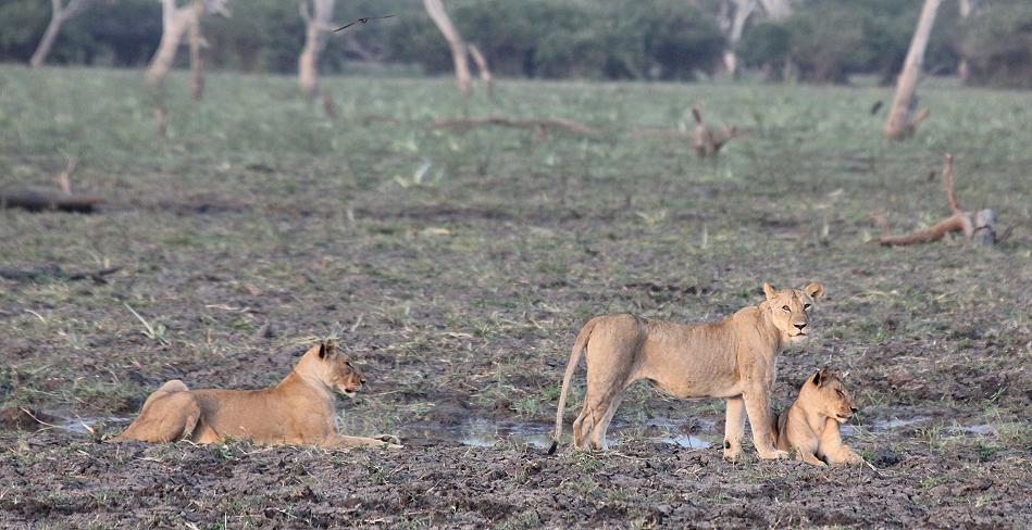 Löwen, Selous
