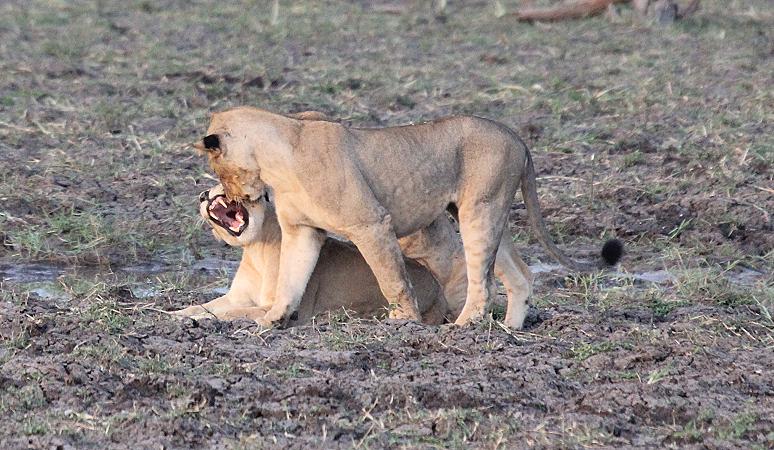 Löwen, Selous