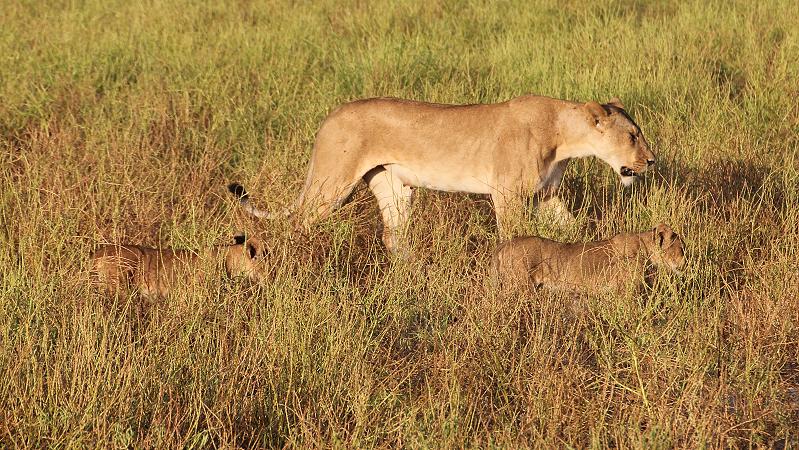 Löwen, Selous