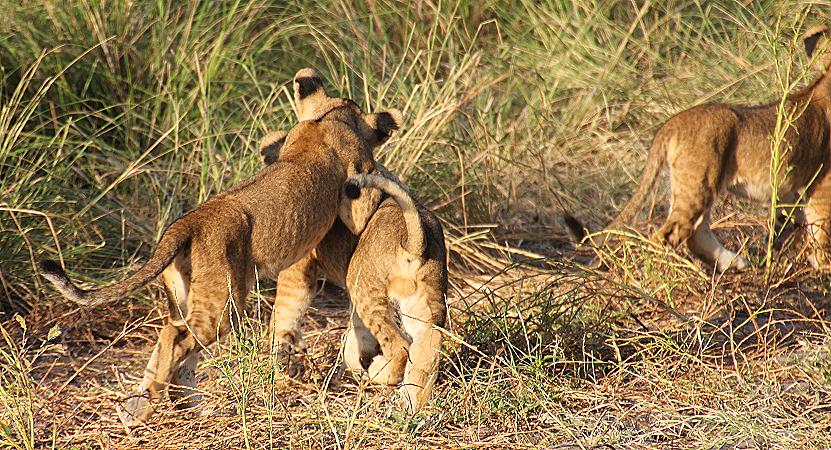 Löwen, Selous