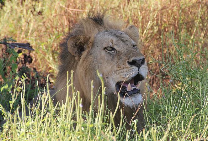 Löwen, Selous