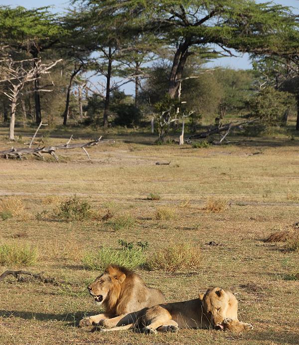 Löwen, Selous