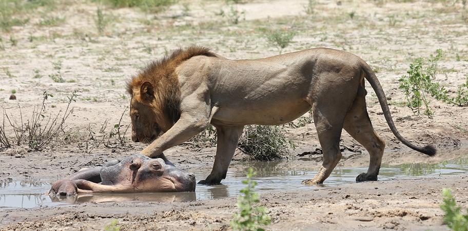 Löwe, Selous