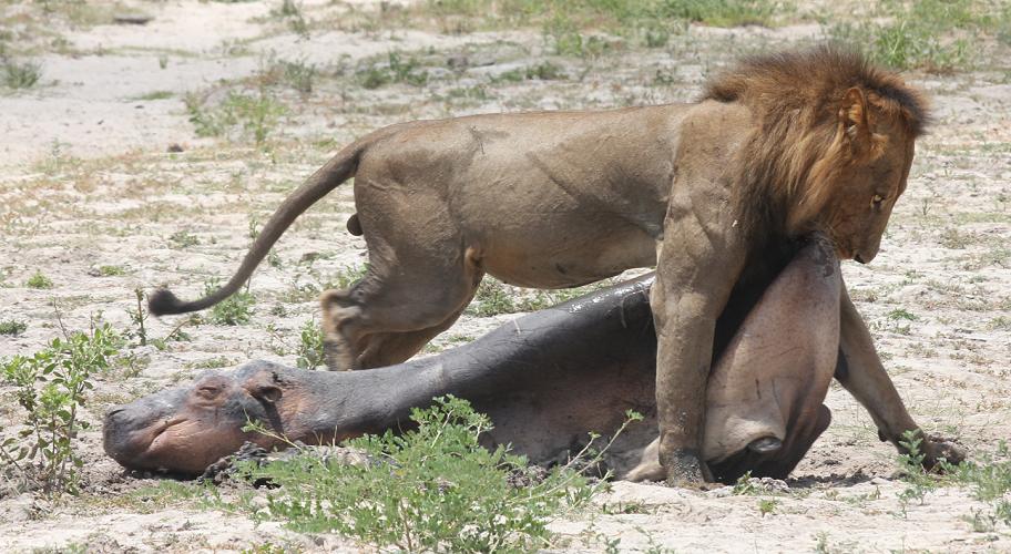 Löwe, Selous