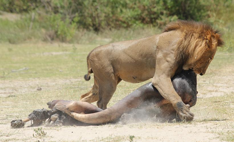 Löwe, Selous