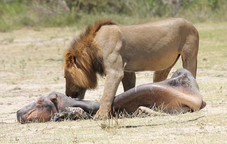 Löwe, Selous