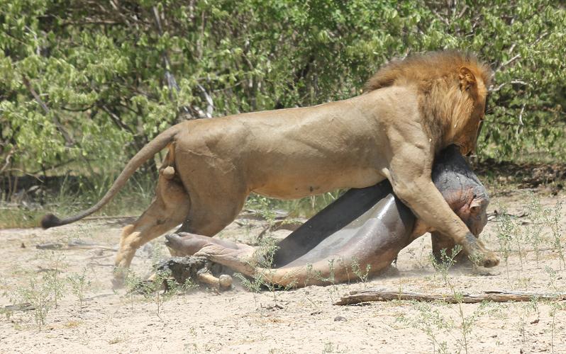 lion, Selous