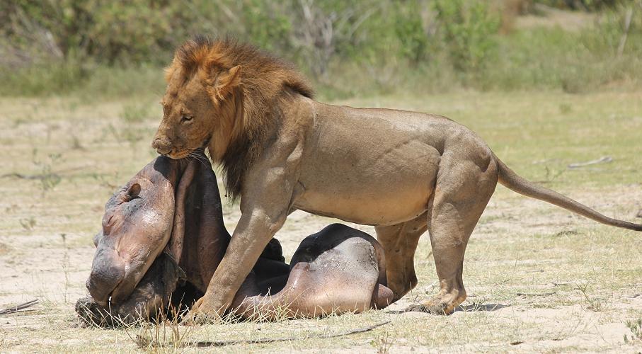 lion, Selous