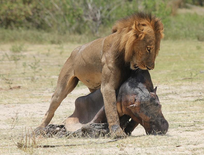 lion, Selous
