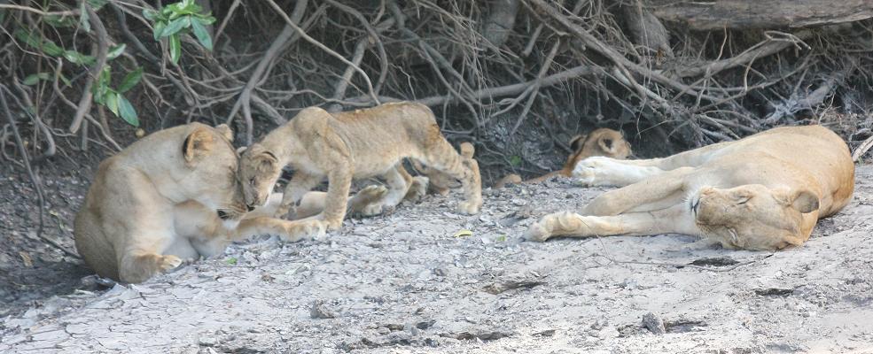 lion, Selous