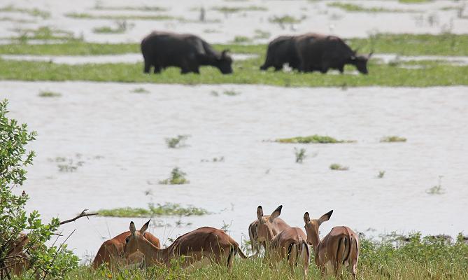 Lake Manze Camp, Selous
