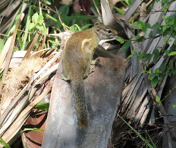 Lake Manze Camp, Selous