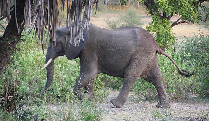 Lake Manze Camp, Selous