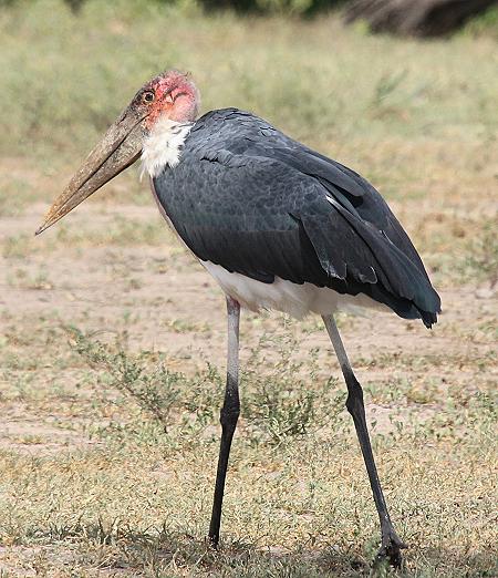 Marabu im Selous
