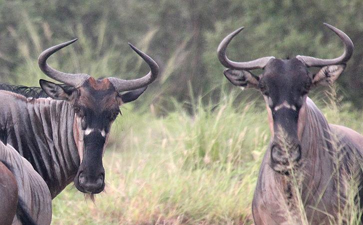 Niassa Streifengnu, Selous