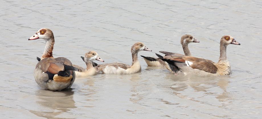 Nilgänse, Selous