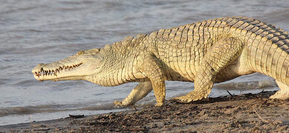 Nilkrokodil, Selous