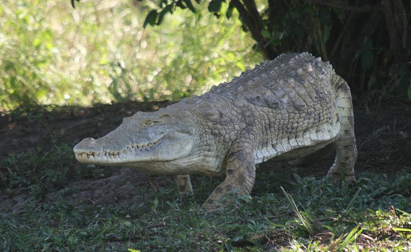 Krokodil, Selous