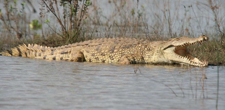 Nilkrokodil, Selous
