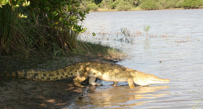 Nilkrokodil, Selous