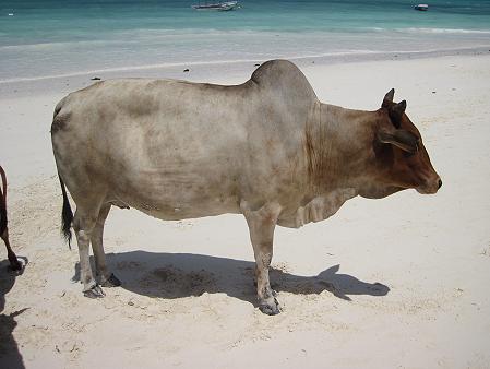 Nungwi Beach, Sansibar