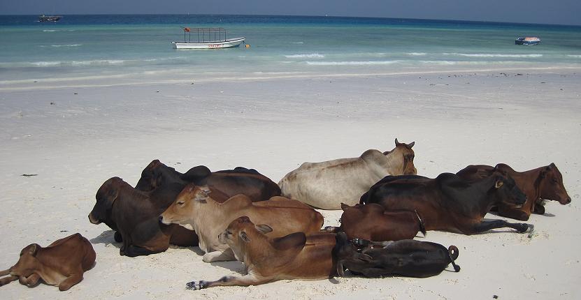 Nungwi Beach, Sansibar