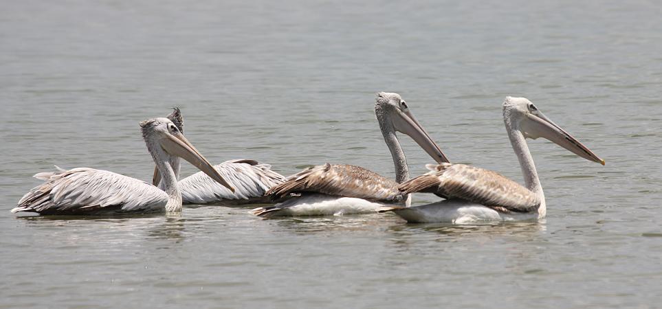 Rosapelican, Selous