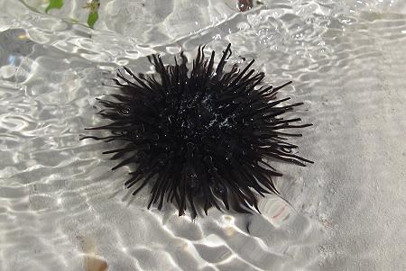 Seeigel, Sansibar