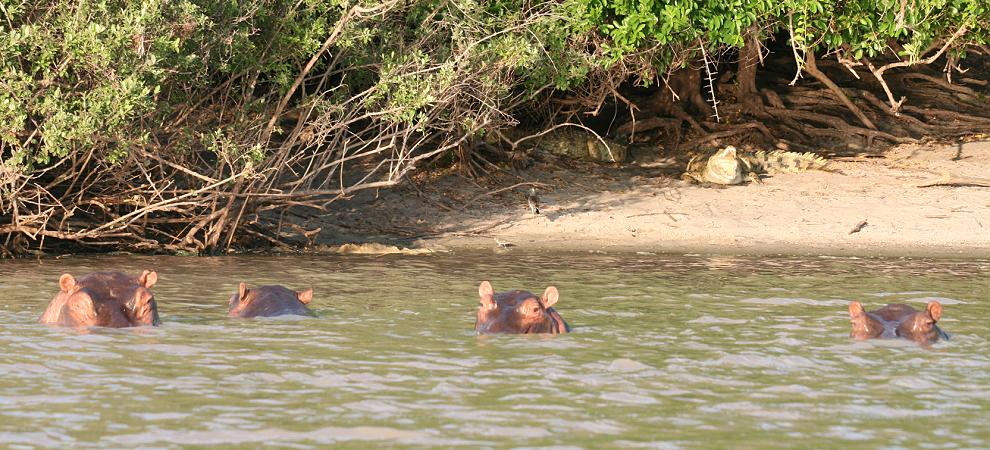 Bootsafari, Impala Camp