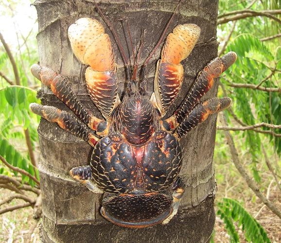 Palmdieb, Kokonuss Krabbe, Sansibar