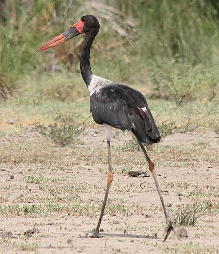 Sattelstorch im Selous