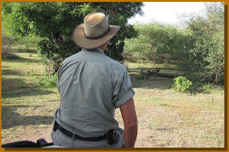 Begegnung mit Wildhunden im Selous - Tansania