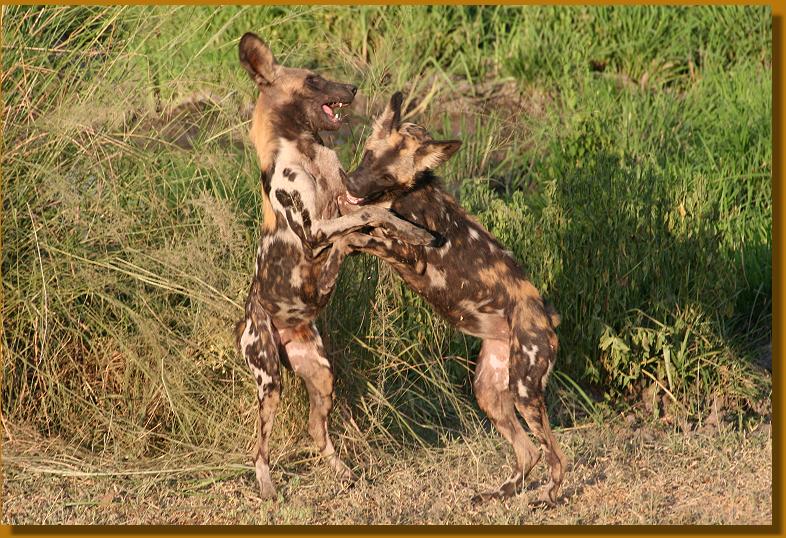 Wildhunde im Selous