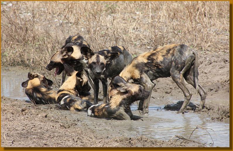 Wildhunde im Selous