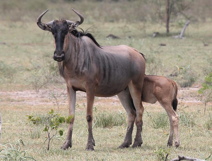 Streifengnu, Selous