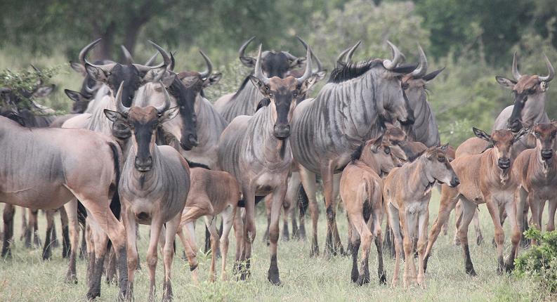 Gnu im Selous