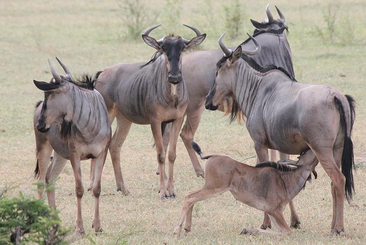 Gnu im Selous